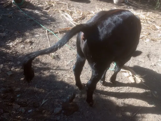 Bezerro