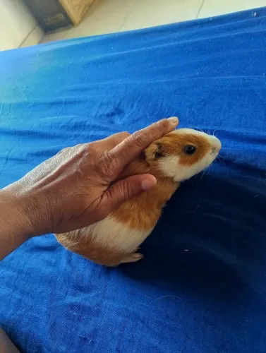 Vendo porquinho da índia 