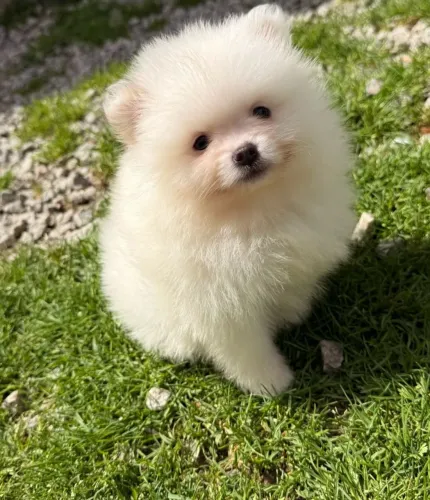 Lulu da Pomerânia Spitz Alemão filhote