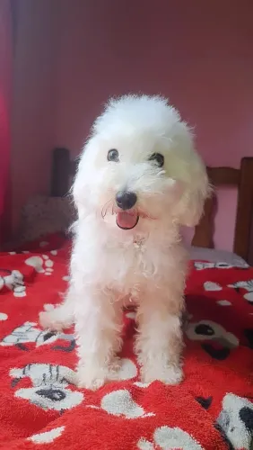 Linda cachorrinha pequena disponível.