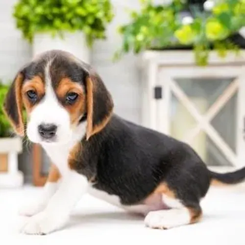 A infância dos seus filhos merece a alegria de um Beagle !