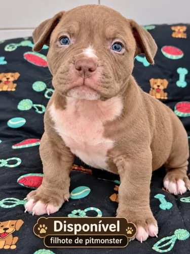 PITMONSTER