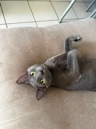 Adoção Responsável Gatinha
