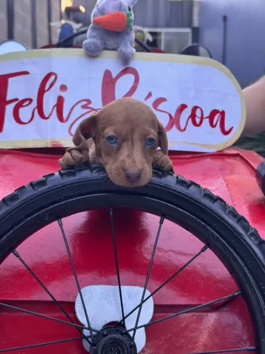 Dachshund Creme lindooo 
