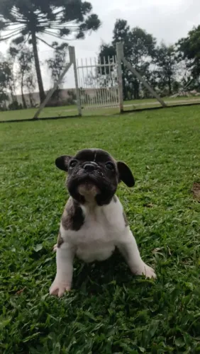 Buldog frances macho