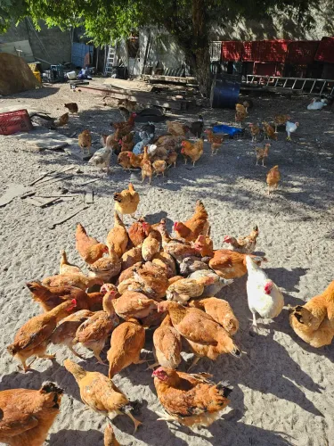 Galos e galinhas de quintal.