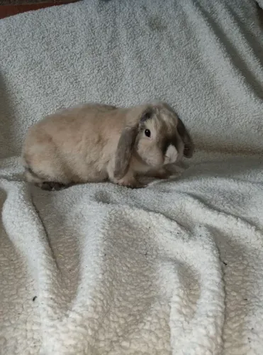 Coelha mini lop