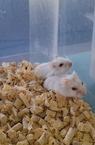 Hamsters anao russo 