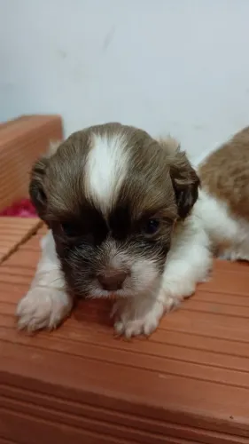Cachorro shih tzu