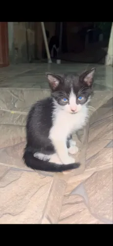Doação de gatos