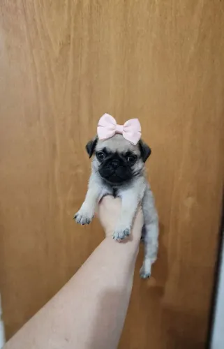 Filhote de Pug fêmea