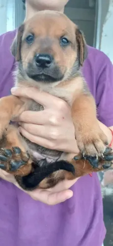 Cachorro filhote macho e femea