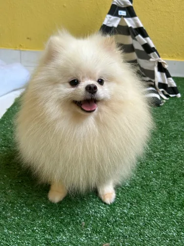 Spitz alemão com pedigree cbkc 