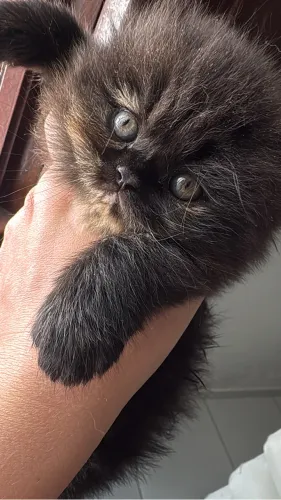 Gato
