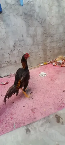 Frango de raca