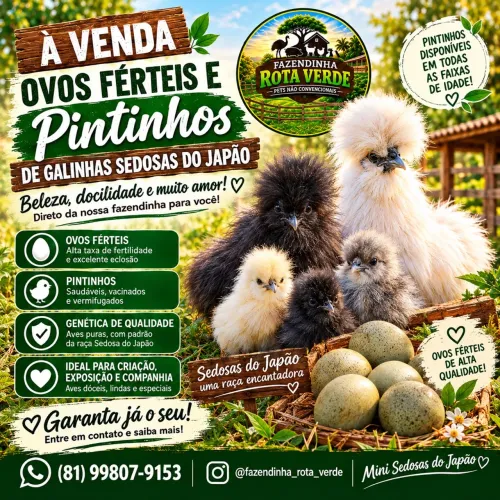 Galinhas Sedosas do Japão 