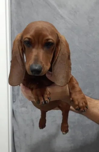 Filhotes de dachshund( salsicha)fêmea e macho