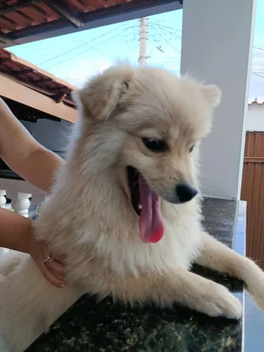 Macho 9 meses 