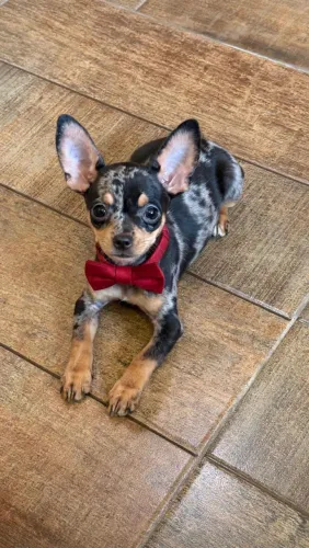 Pinscher mini de várias cores com kit grátis