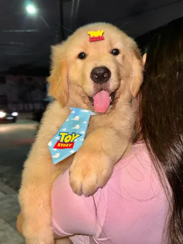 Golden Retriever// Macho pronta entrega.