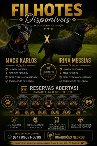 Filhotes de Rottweiler com Pedigree