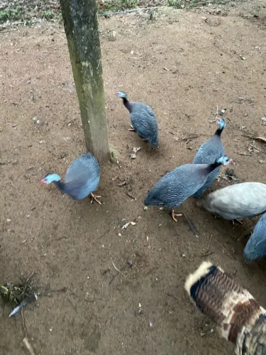Galinha de angola