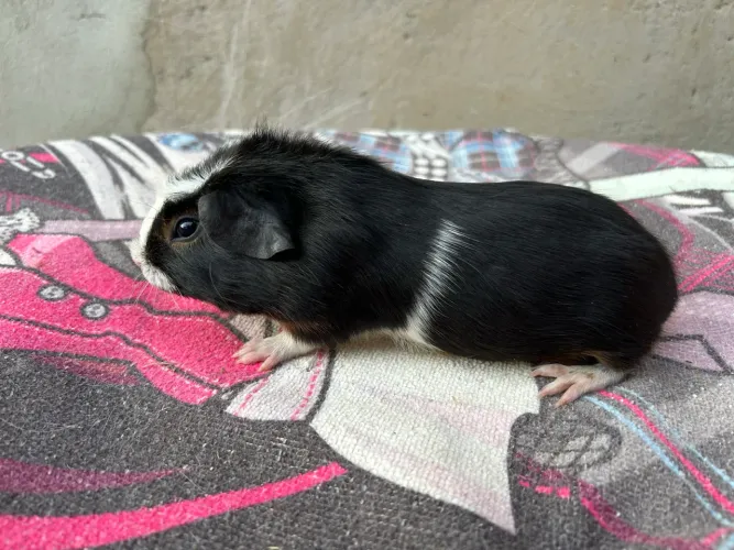Porquinho da índia