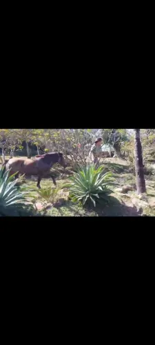 Égua pônei QM