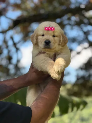 Golden Retriever seu pet brincalhão 