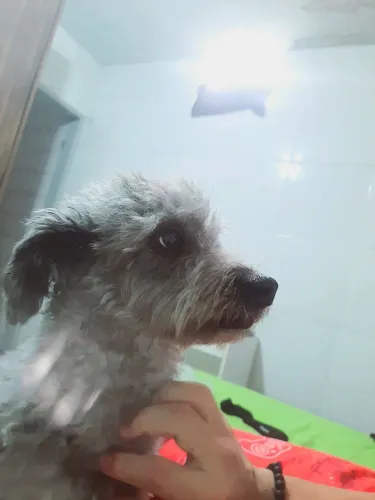 Doação de Poodle 