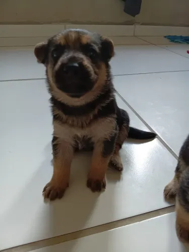 PASTOR CAPA PRETA 