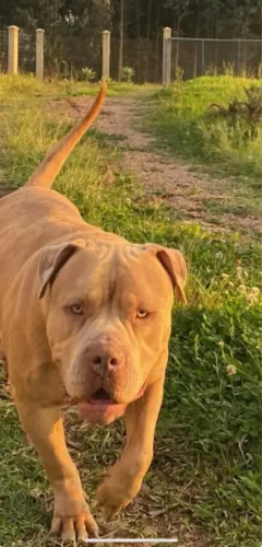 Pitbull