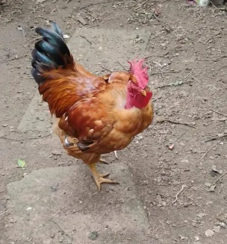 Galo caipira pesadão média 4kg (mais o menos)
