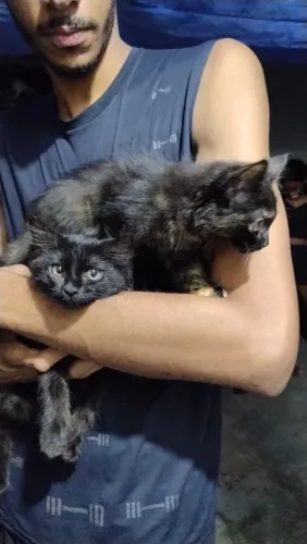 Gatinhos filhotes para adoção 