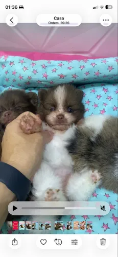 Spitz fêmea chocolate e partichoco