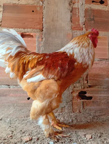 Galo Brahma