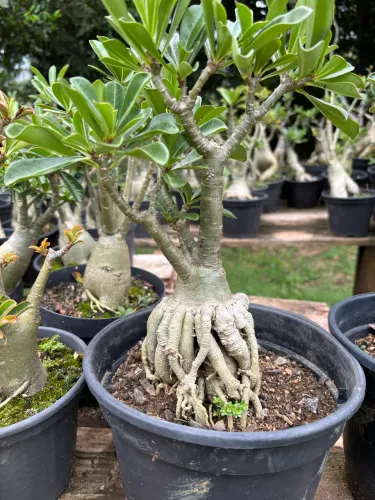 Rosa do Deserto - Diversos cores e tamanhos