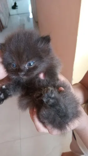 Gato perça 