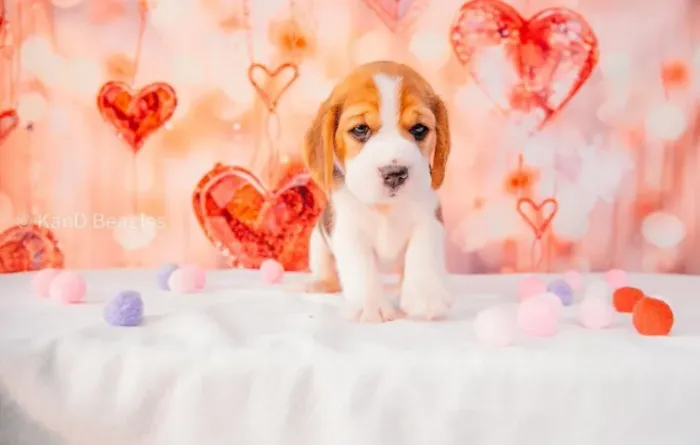 Filhotes de Beagle | Alegria que aparece em cada gesto.