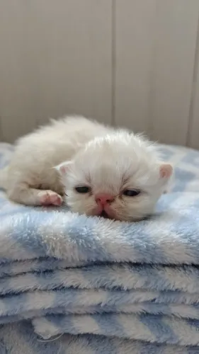 Persa Bebês