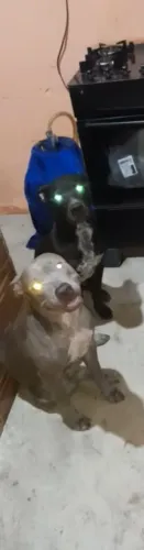 Doação de cachorros