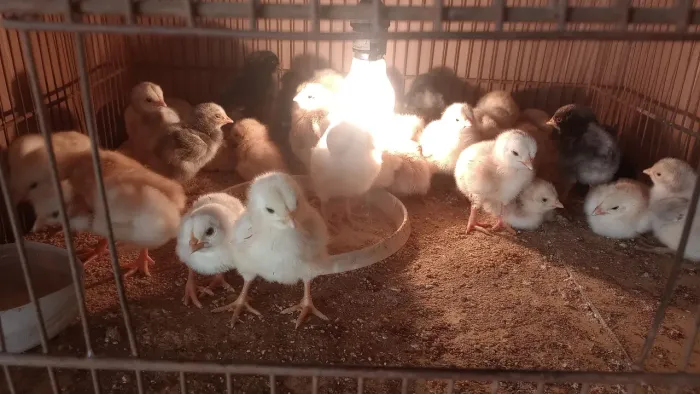 Pintinhos caipira verdadeiro!