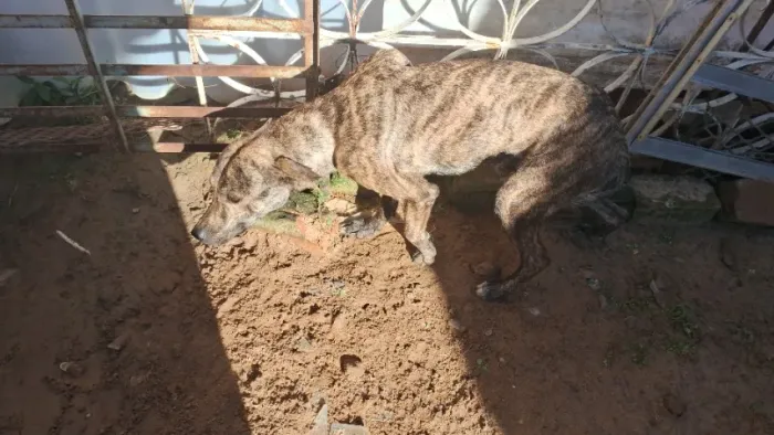 Cachorro ? pra doação responsável 