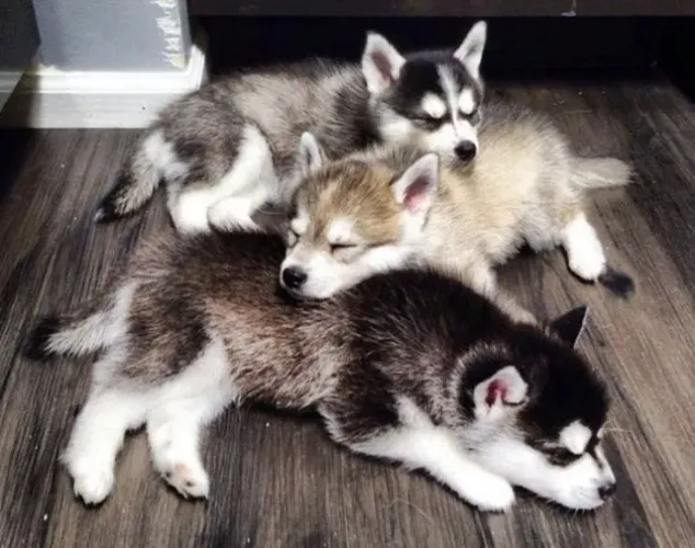 Filhote de Husky Siberiano De Beleza Marcante e Espírito Livre