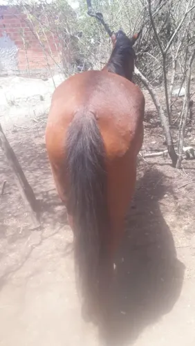 Cavalo