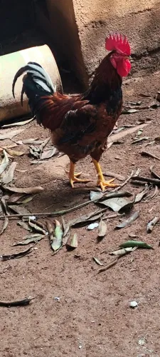 Galo 1 aninho