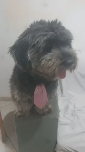 Doação responsável de cãozinho