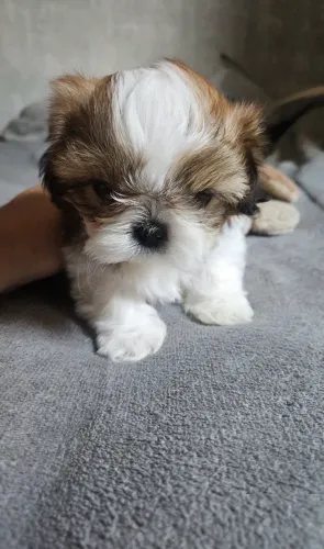 Stizu macho