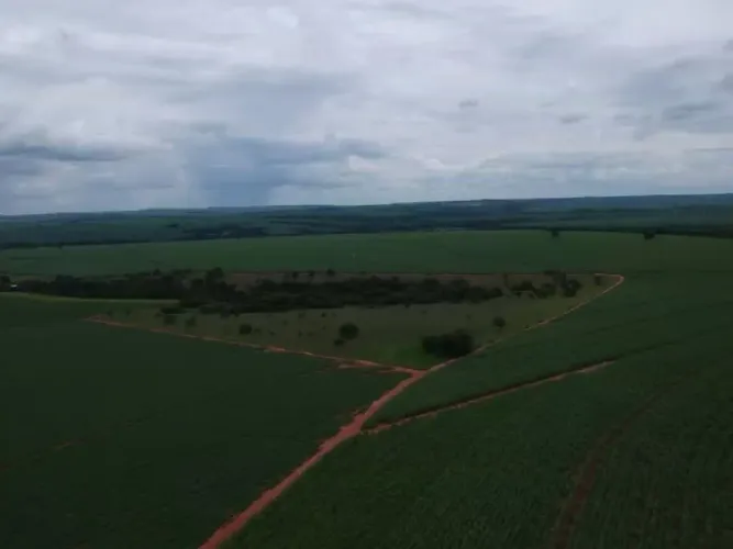 Fazenda com plantação amendoim 
