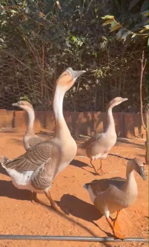 Vendo filhotes de gansos africanos 